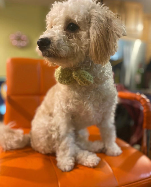 The Puppy Bow Tie